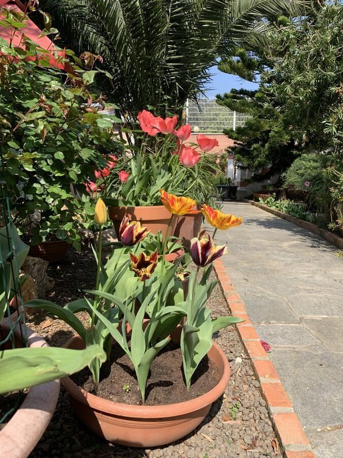 Resort Villa Rosa Maria Savona Luaran gambar
